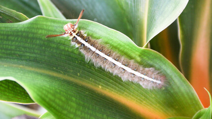 Brown furry caterpillar on the rose leaf.
