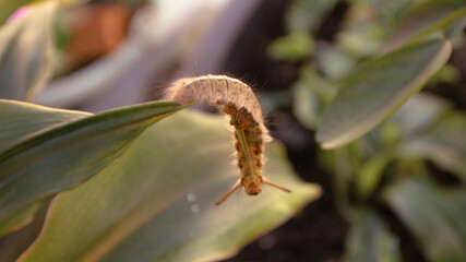 Brown furry caterpillar on the rose leaf.