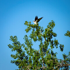 Osprey taking off from the top of a tree