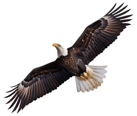 Fototapeta premium Eagle flying isolated on transparent background
