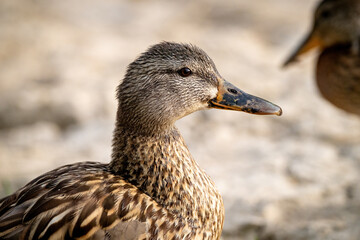 Duck bird closeup of the head