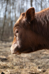 Fototapeta premium Brown Cow Standing in Field Next to Forest