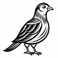 illustration of a bird