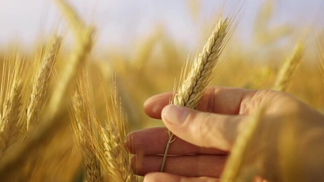 Farmers agronomist hand touches ears of wheat in field. Harvesting and farming concept.  Agricultural golden field in summer, growing cereals.