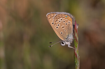 tiny butterfly on plant, Polyommatus morgianus