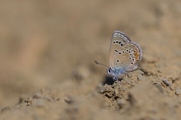 butterfly picking up minerals from the ground, Rose’s Blue, Polyommatus rosei