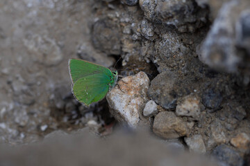 green butterfly feeding on place, Pfeiffer-s Green Hairstreak, Callophrys paulae