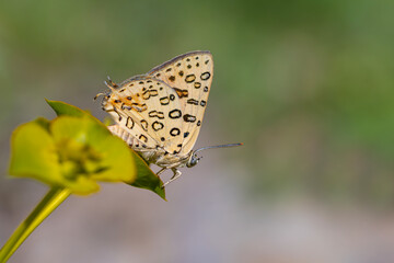 large butterfly dotted on yellow plant, Large Silver-line, Cigaritis maxima