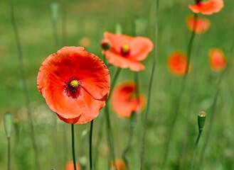 Beautiful close-up of papaver rhoeas