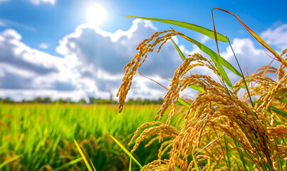 Growing rice and grains by farmers Cultivation and production