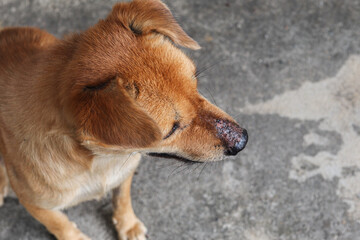 A brown dog has an infected wound on his nose.