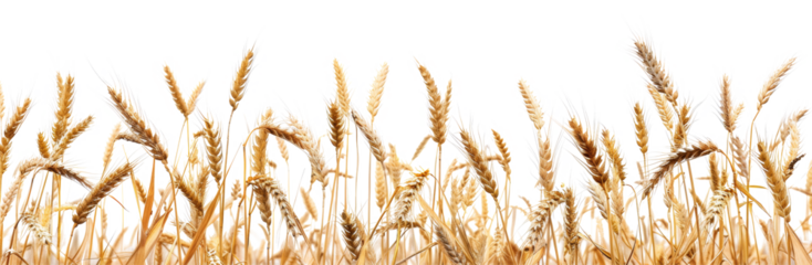 Realistic image of ripe wheat stalks agriculture and harvest transparent background