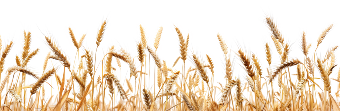 Realistic image of ripe wheat stalks agriculture and harvest transparent background