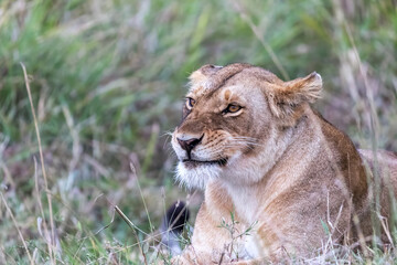 Alert lioness, panthera leo, resting in the green grass of the Masai Mara, Kenya. Cute facial expressions.