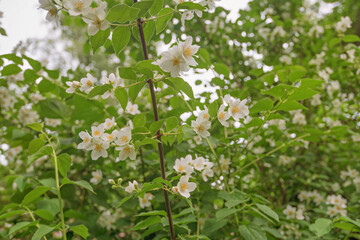Fototapeta premium white jasmine flowers in the garden