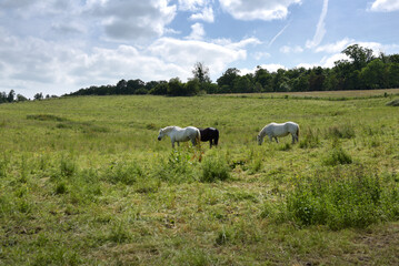 Fototapeta premium Le Perche - chevaux