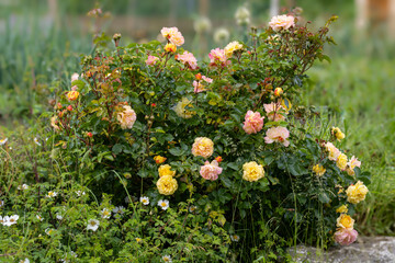Rose mit Blüten, die von gelb nach rosa die Farbe wechseln