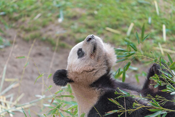 photographs of a panda bear playing with bamboo