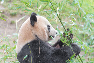 photographs of a panda bear playing with bamboo