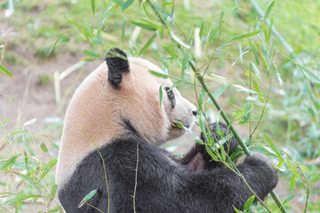 photographs of a panda bear playing with bamboo