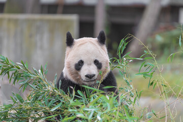 photographs of a panda bear playing with bamboo