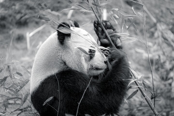 photographs of a panda bear playing with bamboo