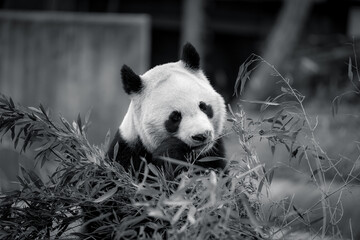 photographs of a panda bear playing with bamboo
