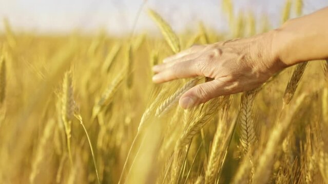 Farmers agronomist hand touches ears of wheat in field. Harvesting and farming concept.  Agricultural golden field in summer, growing cereals.