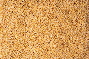 Wheat grain as a background. Top view.
