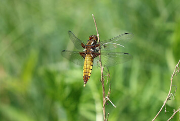 Plattbauch - Broad-bodied Chaser