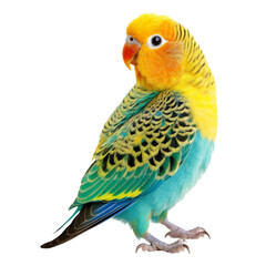 blue and yellow macaw isolated on transparent background cutout