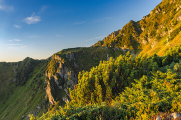 Green thickets of mountain pine (Pinus Mugo Mughus) against the backdrop of Mount Pip Ivan Maramures on a sunny morning