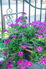 Rote Blumen aus nächster Nähe, Petunie