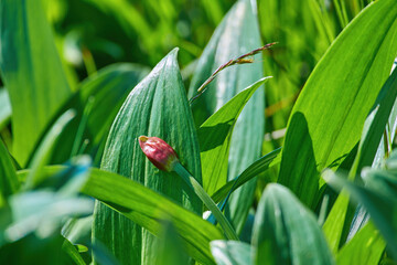 Red buds and green leaves of Allium victorialis close-up