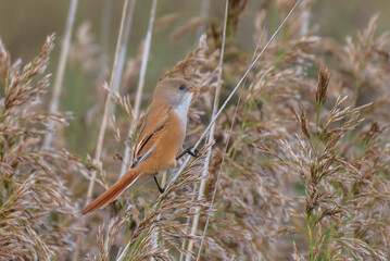 Bearded Tit