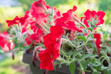 Rote Blumen aus nächster Nähe, Petunie