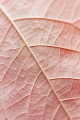 close-up of a dried pink leaf, showing intricate veins and texture