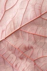 Obraz premium close-up of a dried pink leaf, showing intricate veins and texture