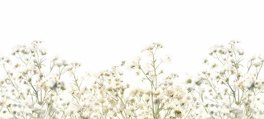 Obraz premium Seamless Horizontal Watercolor Baby's-breath isolated on background 