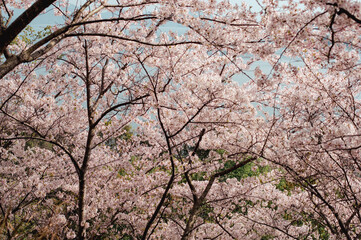 日本の桜