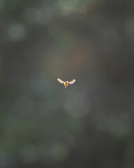 Bee flying, facing viewer, middle of frame
