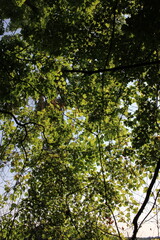 autumn leaves in the forest