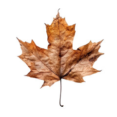 autumn maple leaf isolated with transparent background