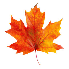 Obraz premium autumn maple leaf isolated with transparent background