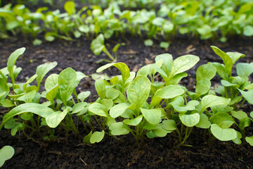 row of fresh arugula growing in a greenhouse. the concept of growing natural and vitamin plants, greens.