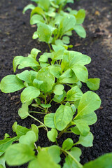 Rows of arugula growing in a field. seedlings growing in the garden. Sprouts of arugula plants on the bed.