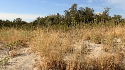 Dune di sabbia bianca ricoperte di vegetazione bassa a Lido Adriano vicino Ravenna. 