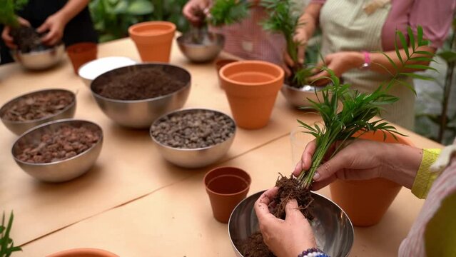 woman stands at a table and cleans the roots of a house Areca palm plant from soil. Plant care workshop group class. Slow motion video footage