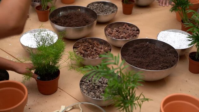 hands gesturing explaining at master class on replanting houseplant. Slow motion video footage. Plant care class for group of people. Table with soil mix, pots and plants Asparagus densiflorus,  areca
