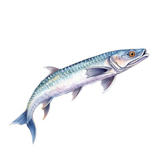 Fototapeta premium Barracuda fish watercolor painting isolated on white background